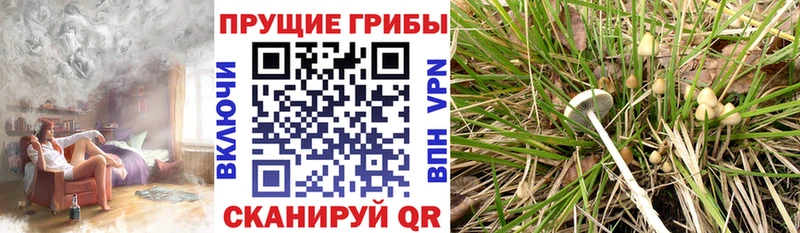 Галлюциногенные грибы Psilocybine cubensis  где можно купить   Прокопьевск 